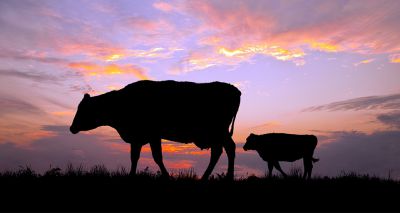 BVA urges farmers to be vigilant over bluetongue